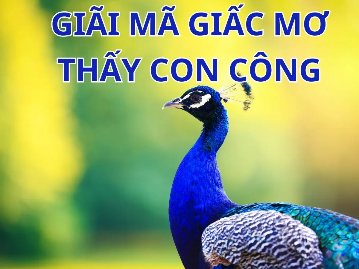 giai ma chi tiet giac mo thay cong.jpg