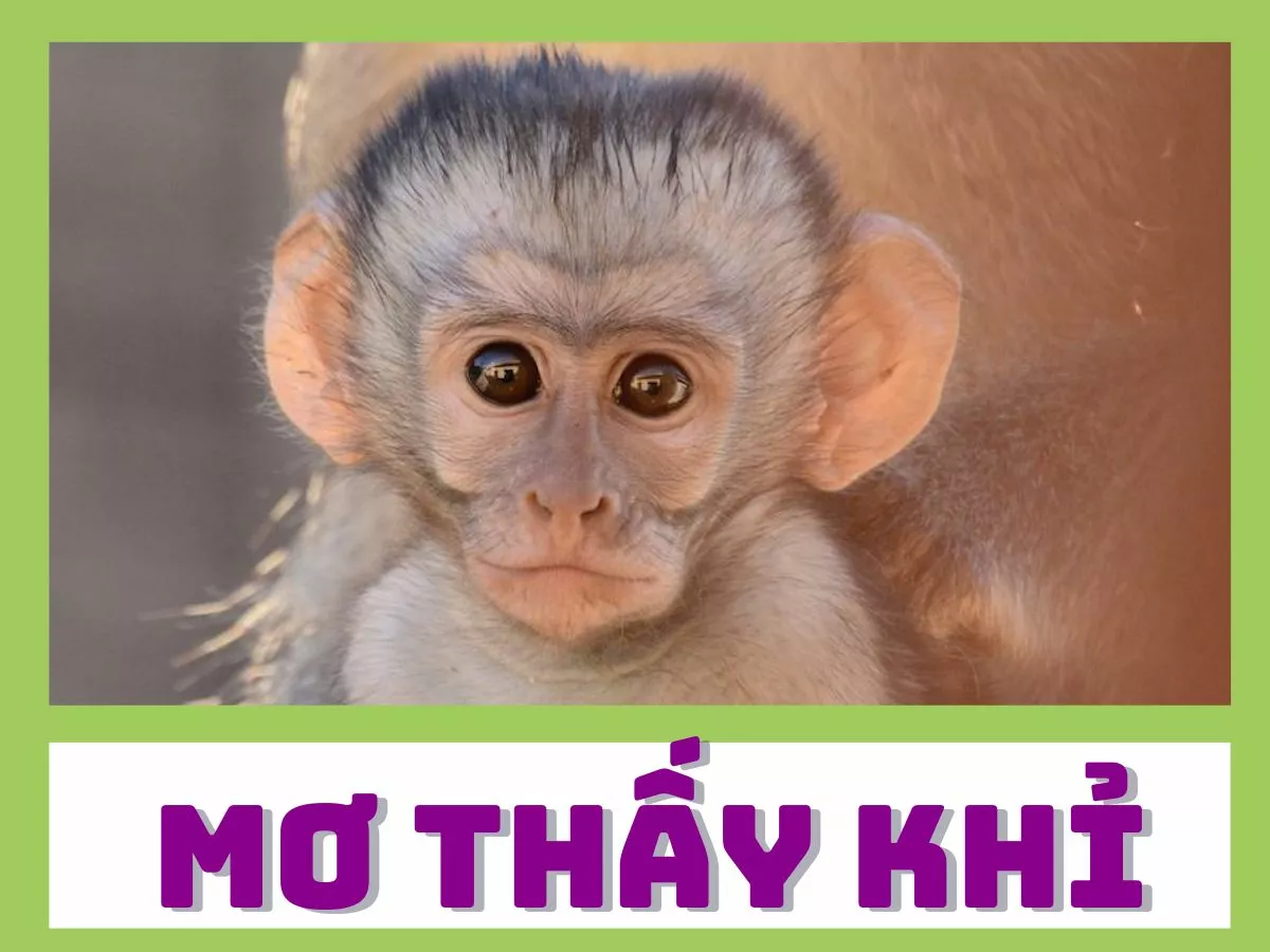 giai ma giac mo thay khi.jpg