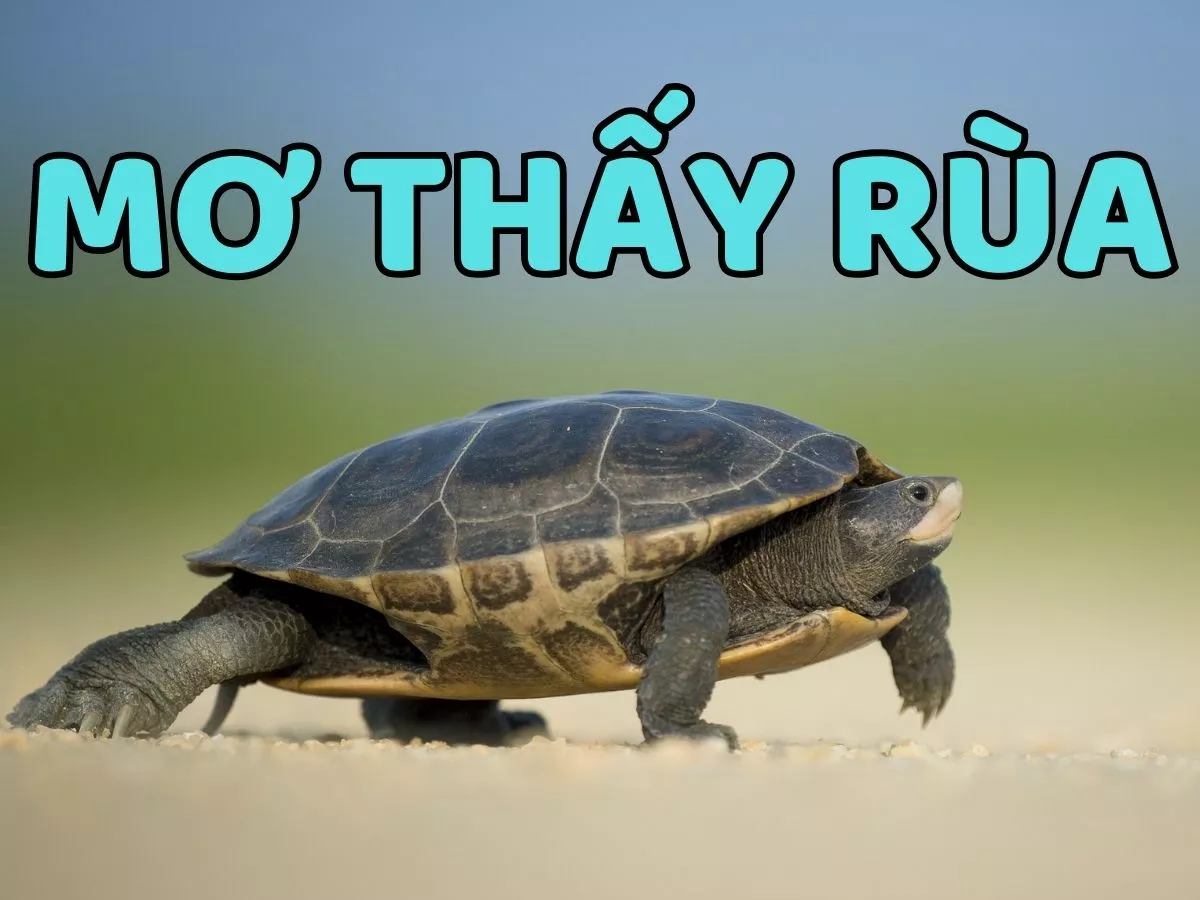 giai ma giac mo thay rua.jpg
