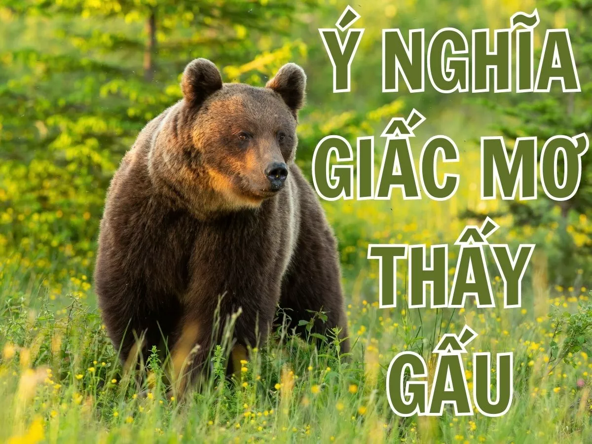 giai ma y nghia giac mo thay gau.jpg