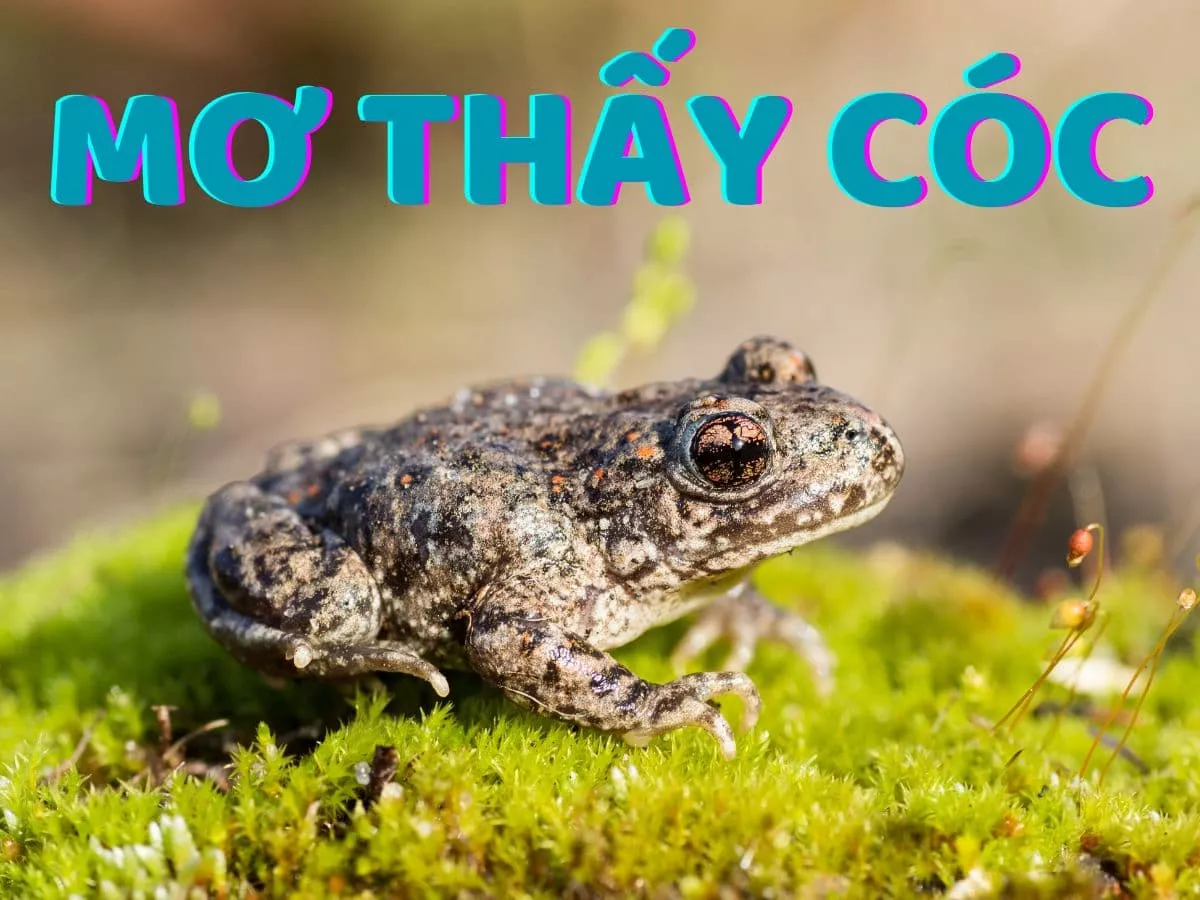 mo thay coc.jpg