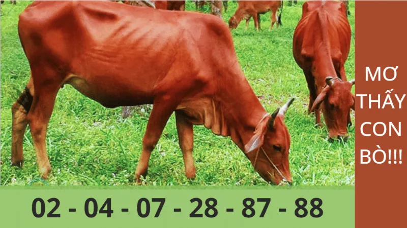 mơ thấy con bò đánh số gì chuẩn xác