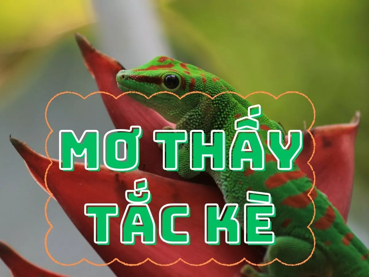 mo thay tac ke.jpg