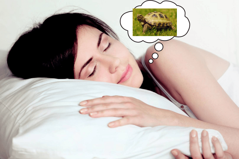 chiêm bao thấy con vật trong giấc mơ có điềm gì