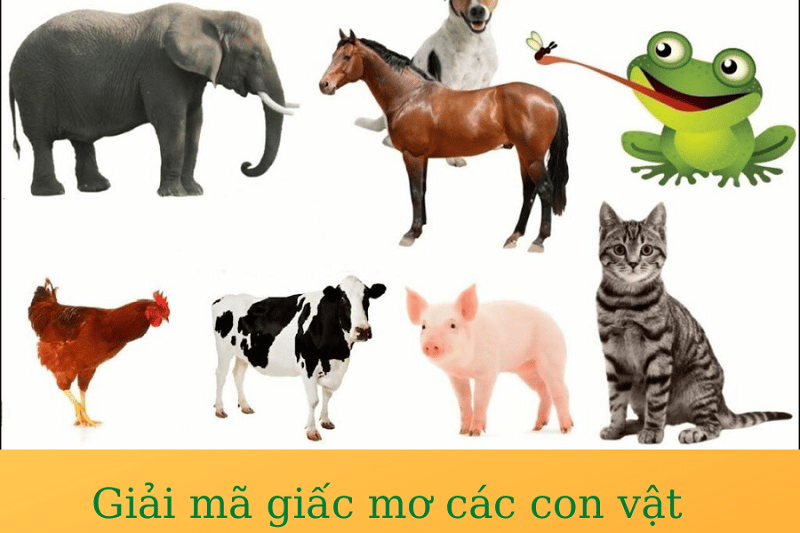 chiêm bao thấy con vật có điểm lành hay xấu