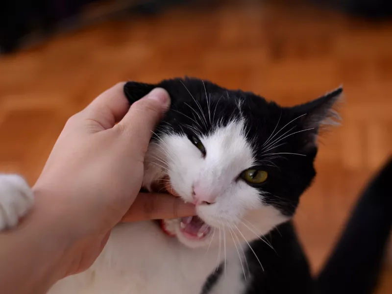 mơ thấy bị mèo cắn