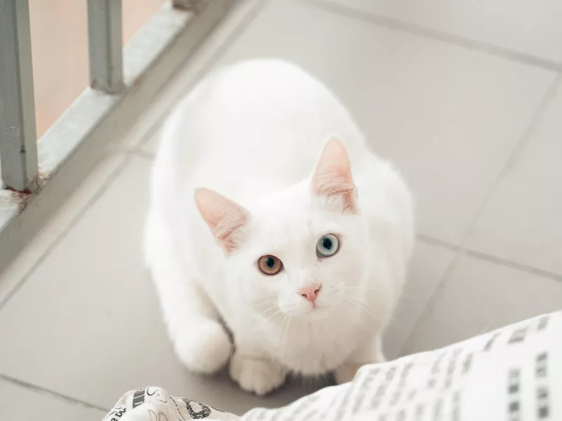 mơ thấy mèo trắng