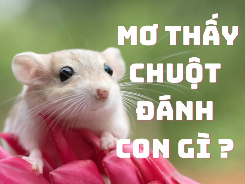mo thay chuot danh con gi.jpg