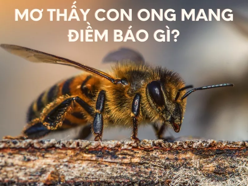 mo thay con ong mang diem bao gi.jpg