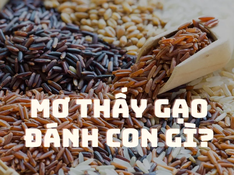 mo thay gao danh con gi.jpg