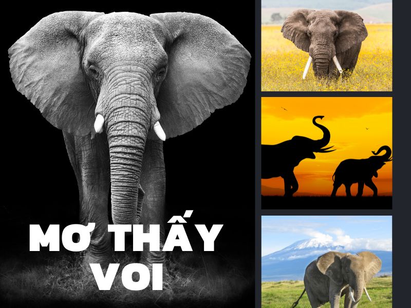 giải mã giấc mơ thấy voi