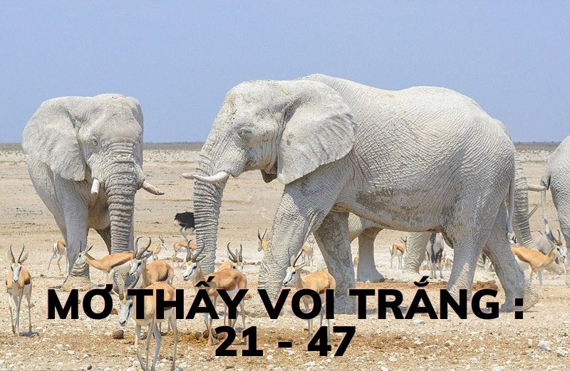 mơ thấy voi trắng 