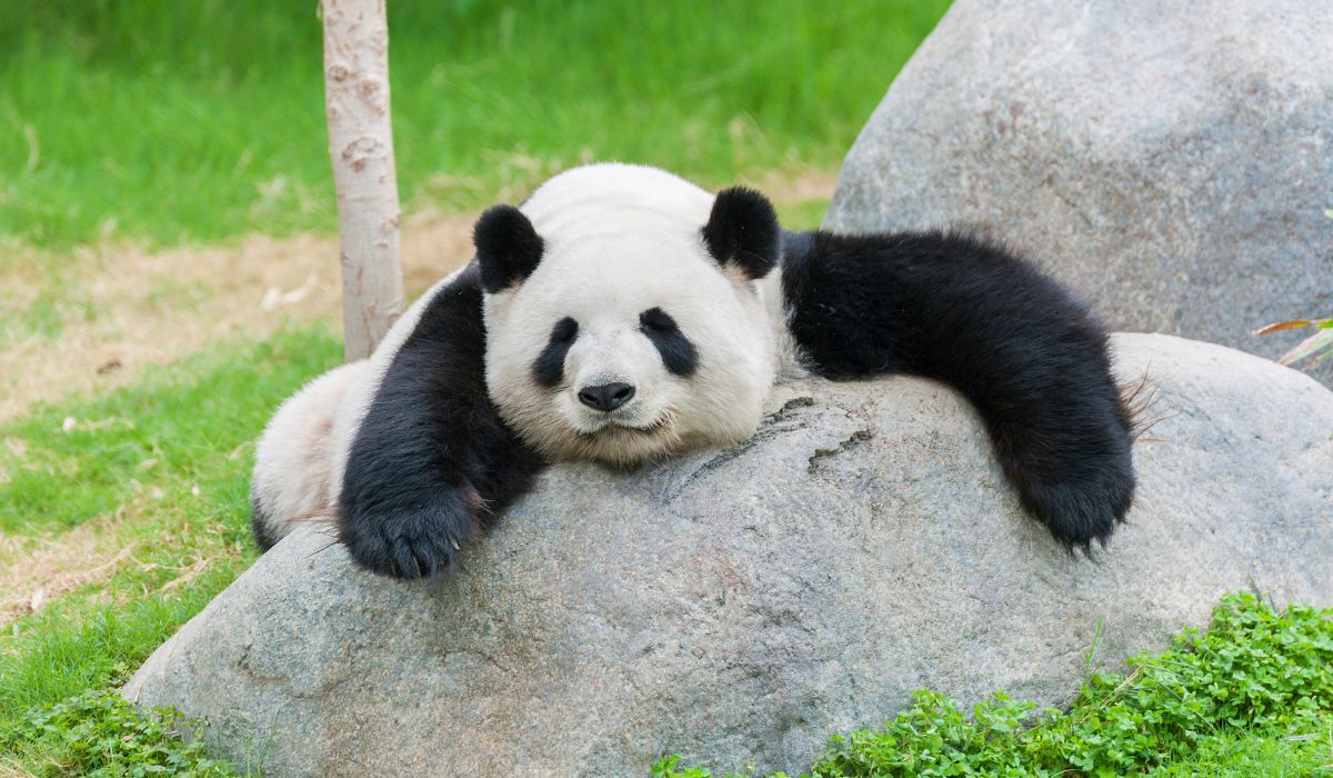mơ thấy gấu trúc
