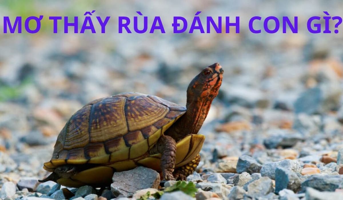 mơ thấy rùa biển đánh số mấy