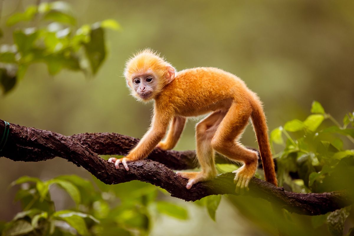 ngủ mơ thấy khỉ vàng